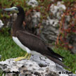 Brown Booby range map