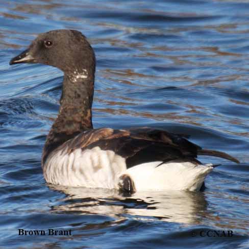 Brown Brant