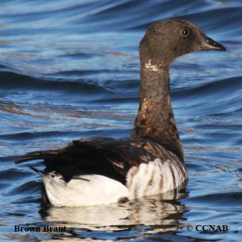 Brown Brant