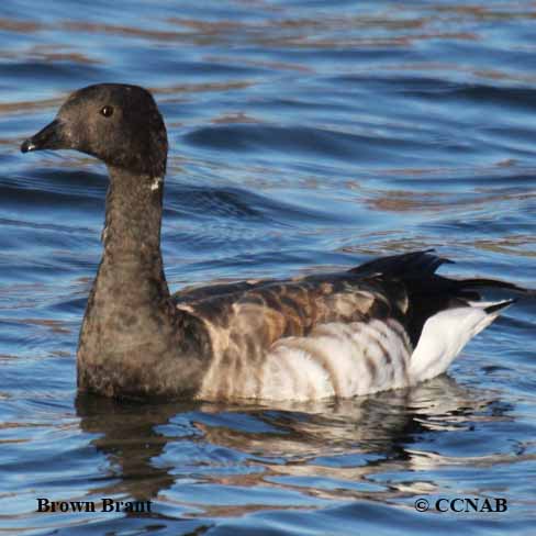 Brown Brant