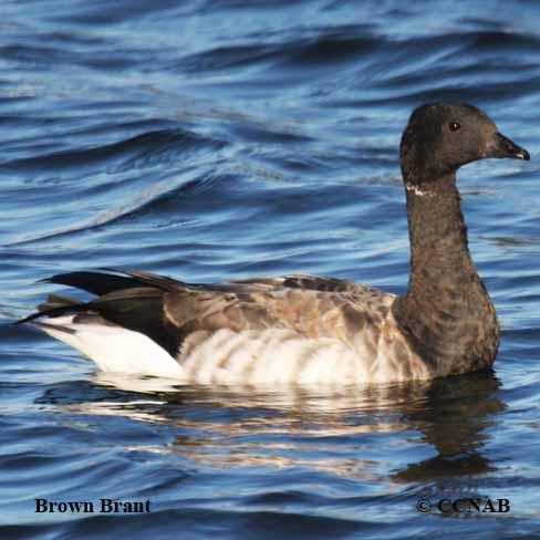 Brown Brant