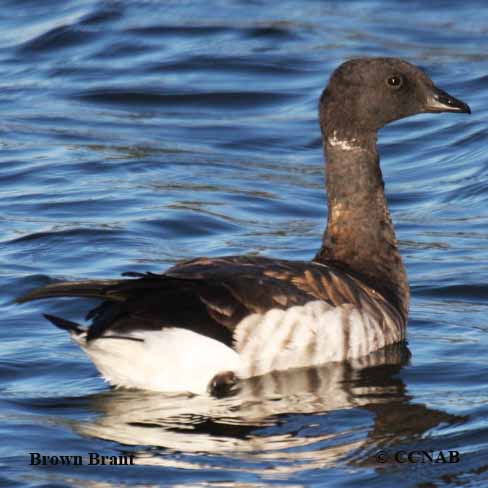 Birds of North America