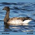 Brown Brant