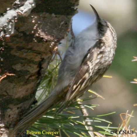 Brown Creeper