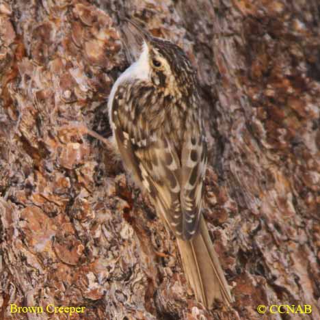 Brown Creeper