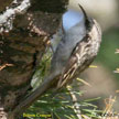 Brown Creeper range map