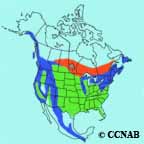 Brown Creeper range