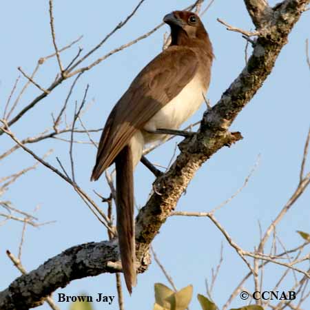 Brown Jay