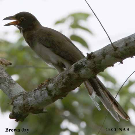 Brown Jay