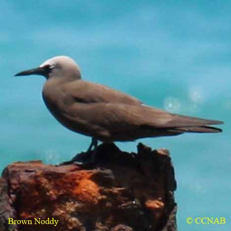 Brown Noddy