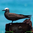 Brown Noddy range map