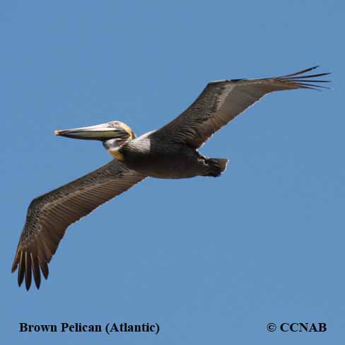 Brown Pelican (Atlantic) 