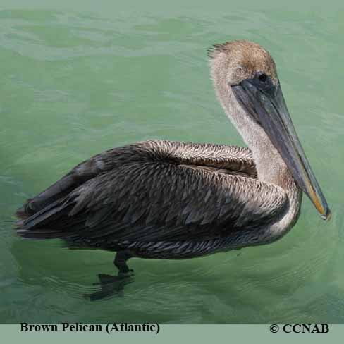 Brown Pelican (Atlantic) 