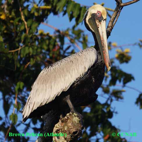 Brown Pelican (Atlantic) 