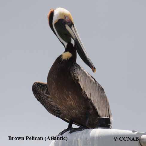 Brown Pelican (Atlantic) 