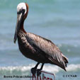 Brown Pelican (Atlantic) range map