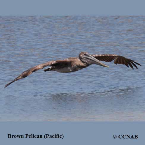 Brown Pelican (Pacific) 