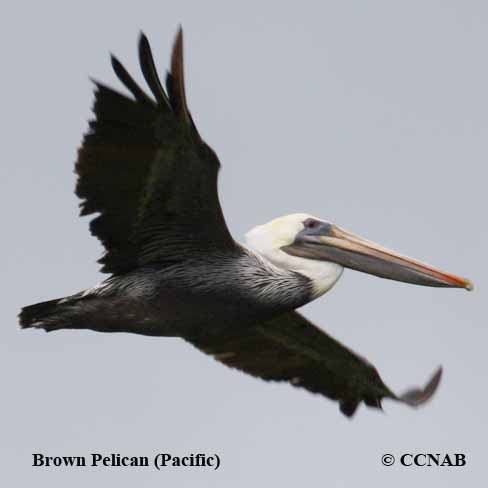 Brown Pelican (Pacific) 