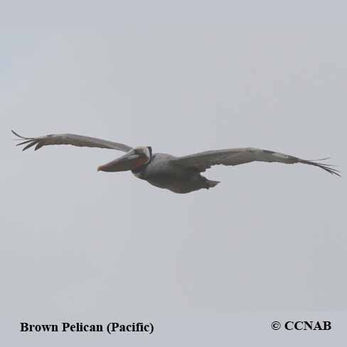 Brown Pelican (Pacific) 