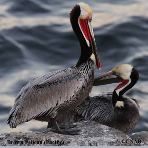 Brown Pelican (Pacific) 