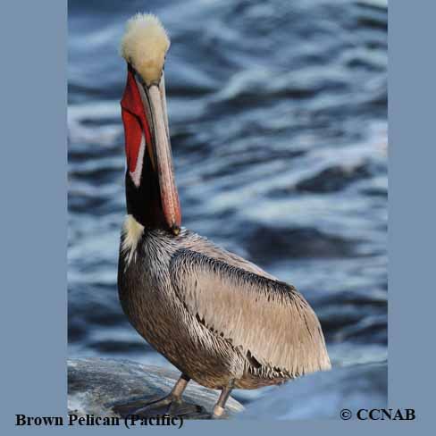 Brown Pelican (Pacific) 