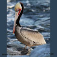 Brown Pelican (Pacific) range map