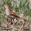 Brown Thrasher range map