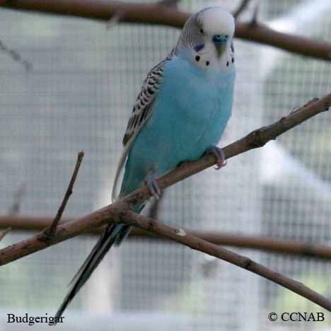 American budgie sales