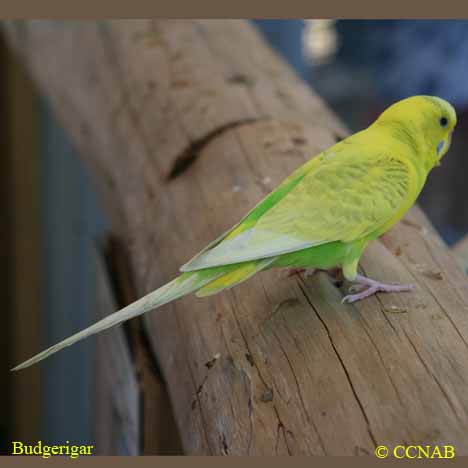 CCNAB 