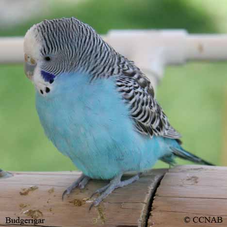 Budgerigar 