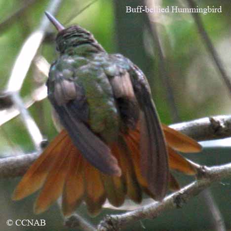 Buff-bellied Hummingbird