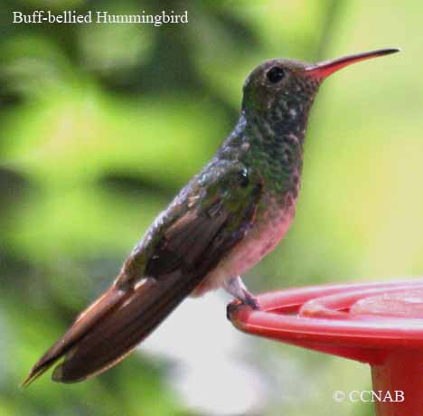 Buff-bellied Hummingbird