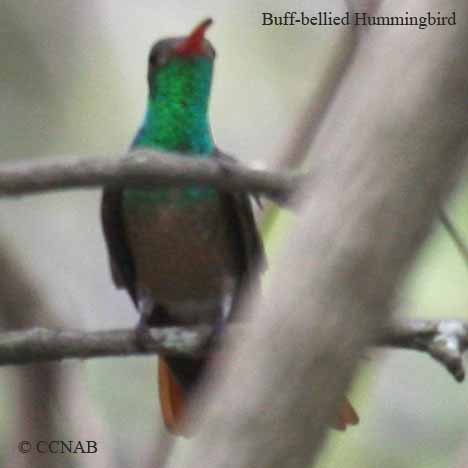 Buff-bellied Hummingbird