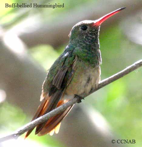 Buff-bellied Hummingbird