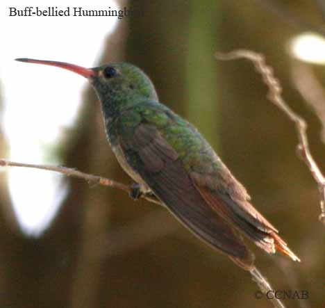 Birds of North America