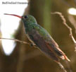 Buff-bellied Hummingbird range map