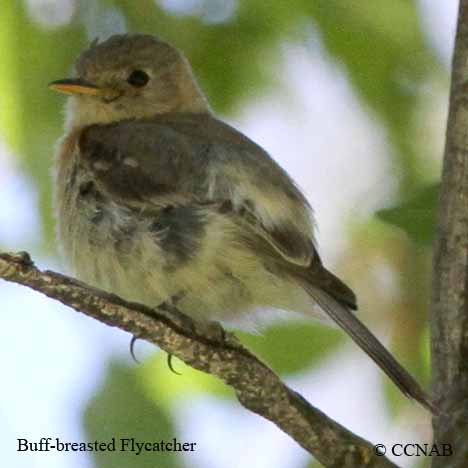 Buff-breasted Flycatcher