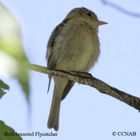 Buff-breasted Flycatcher