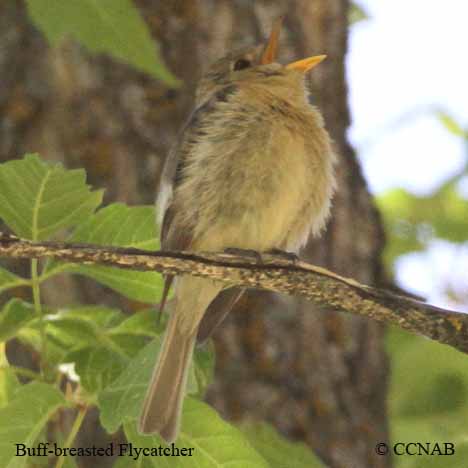 Buff-breasted Flycatcher