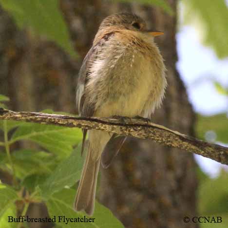 Birds of North America