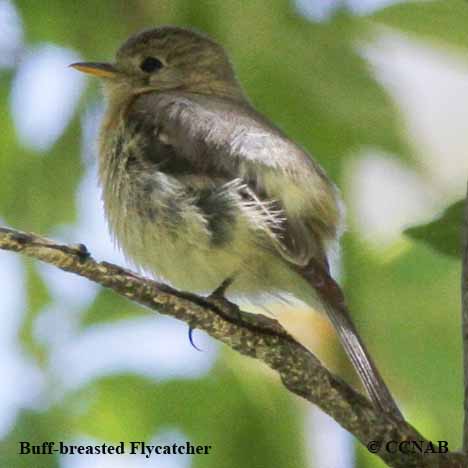 Buff-breasted Flycatcher