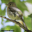 Buff-breasted Flycatcher