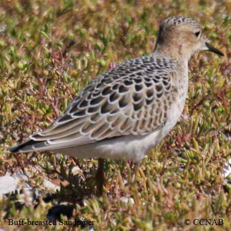 Buff-breasted Sandpiper