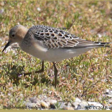 Buff-breasted Sandpiper