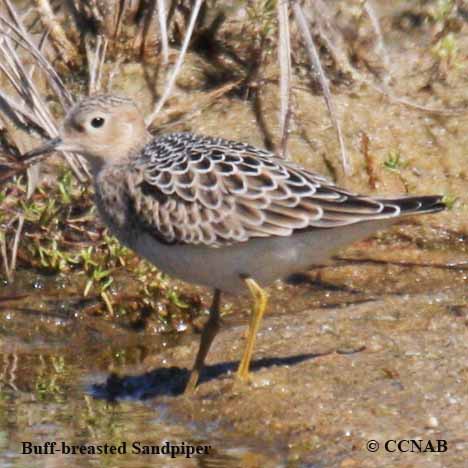 Buff-breasted Sandpiper