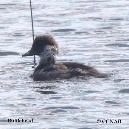 Bufflehead