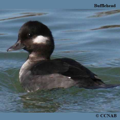 Bufflehead