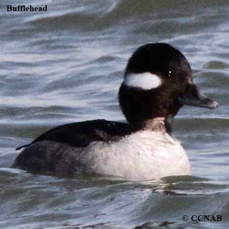 Bufflehead