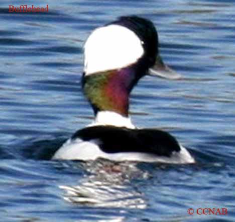 Bufflehead