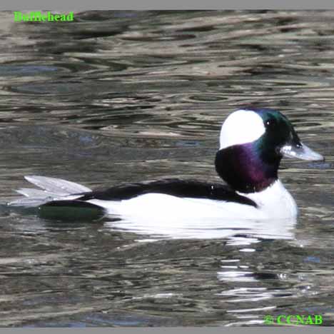 Bufflehead